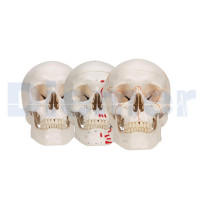 Craneo Anatomico 3 Partes 